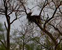 Bald Eagle  Nest Spring 2015